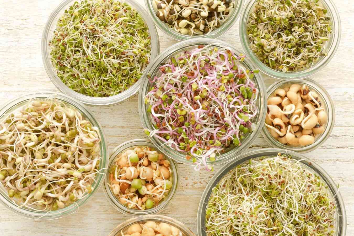 daigintos-seklos-nauda-sveikatai-ir-daiginimas-namuose