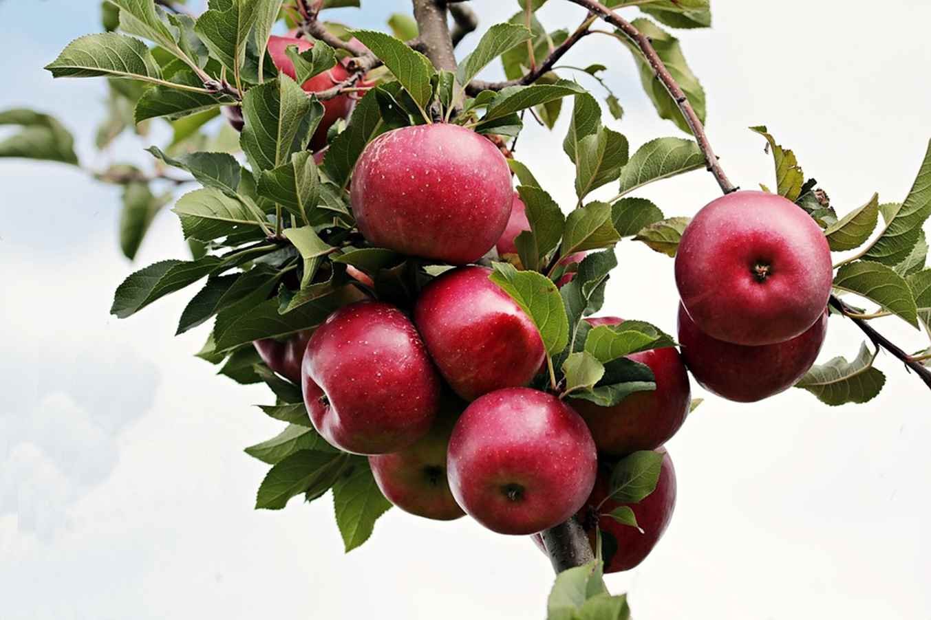 Obuolius valgyti su odele ar be